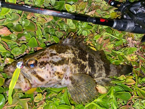 タケノコメバルの釣果