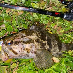 タケノコメバル