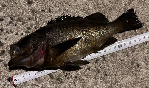 シロメバルの釣果