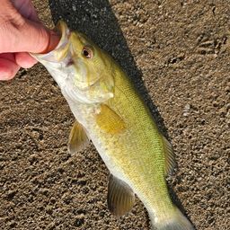 スモールマウスバス