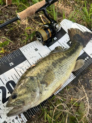 ブラックバスの釣果