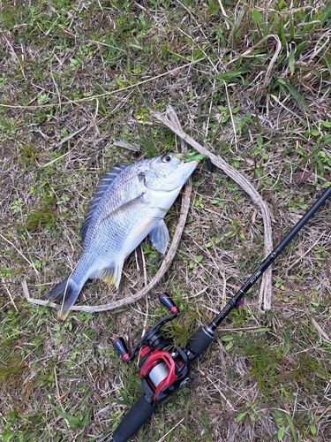 キビレの釣果