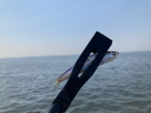 カタクチイワシの釣果