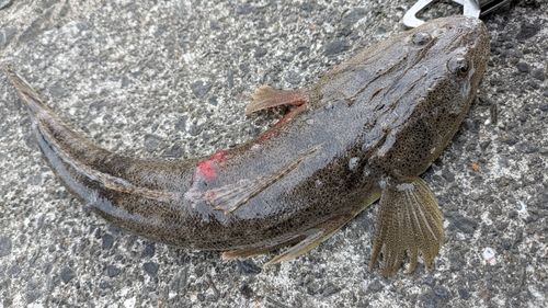 マゴチの釣果
