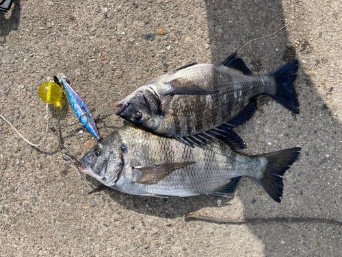 クロダイの釣果