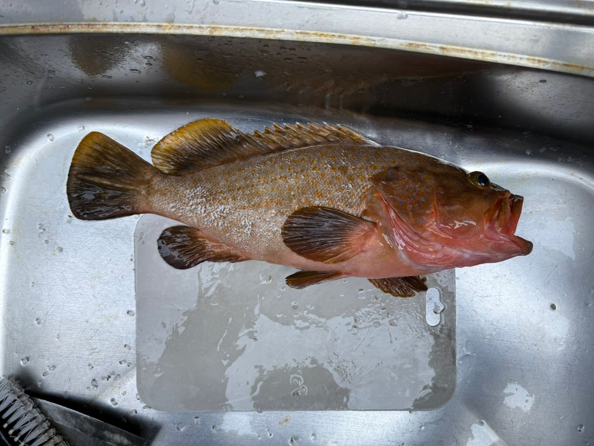 ..misa..003さんの釣果 2枚目の画像