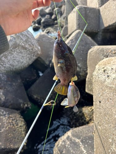 キタマクラの釣果