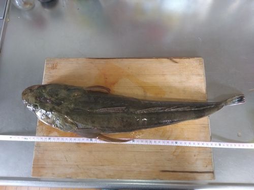 マゴチの釣果
