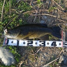 スモールマウスバス