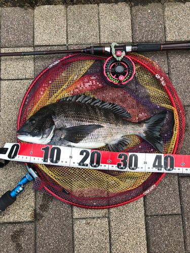 チヌの釣果