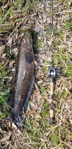 ライギョの釣果