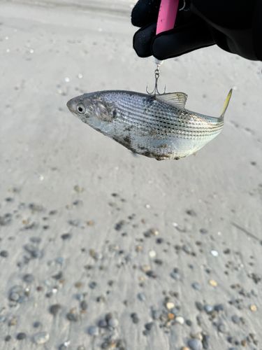 コノシロの釣果