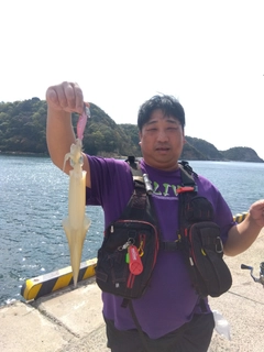ヤリイカの釣果