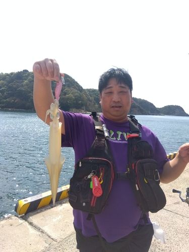 ヤリイカの釣果