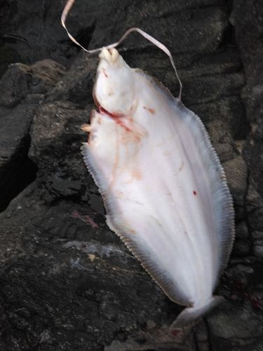 ババガレイの釣果