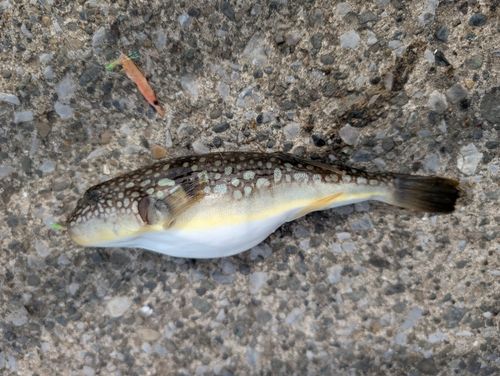クサフグの釣果