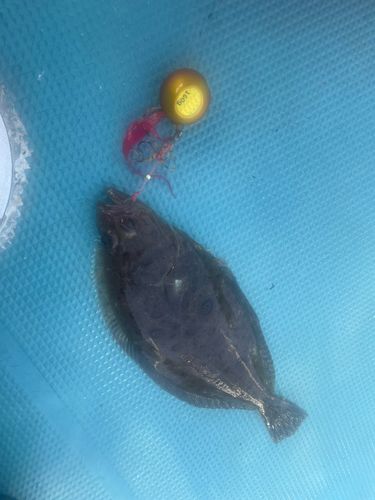 釣果