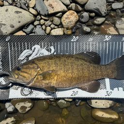 スモールマウスバス