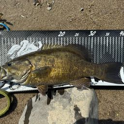 スモールマウスバス