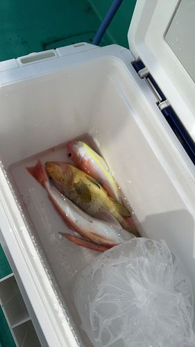 ホウボウの釣果