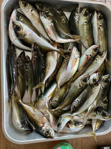 アジの釣果