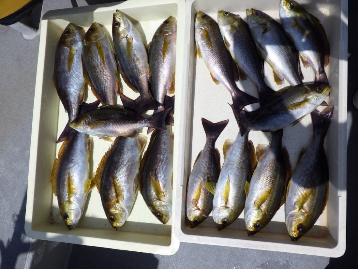 石川釣船@船長さんの釣果 2枚目の画像