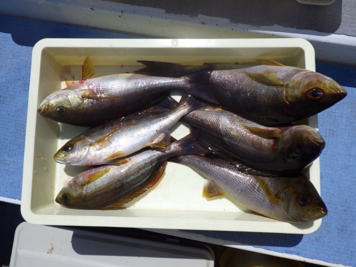 石川釣船@船長さんの釣果 3枚目の画像