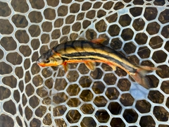 ウグイの釣果