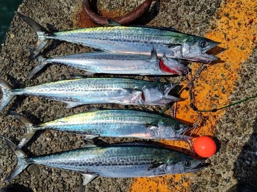 サワラの釣果
