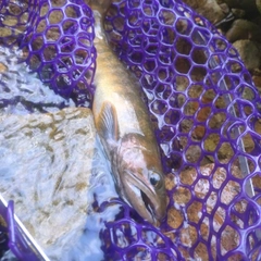 イワナの釣果