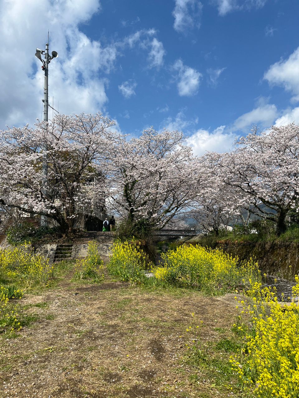 アマゴ