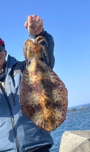 アオリイカの釣果