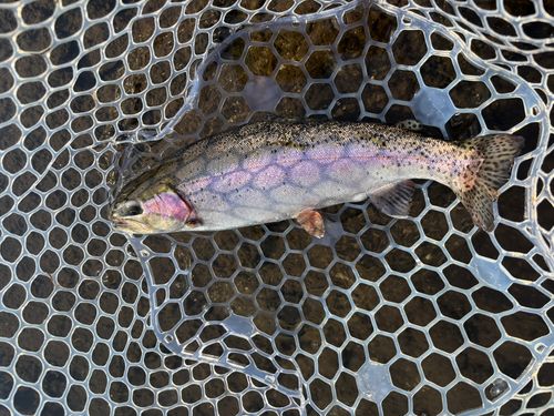 トラウトの釣果