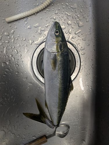 ハマチの釣果