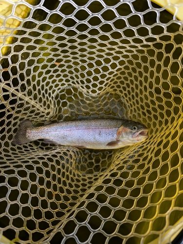 ニジマスの釣果