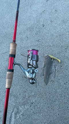 シタビラメの釣果