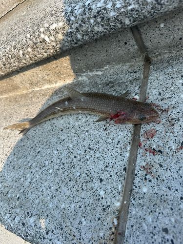 エソの釣果