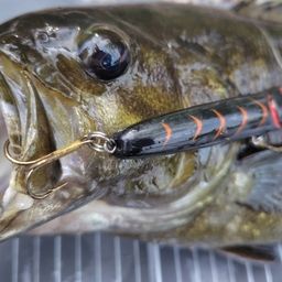 スモールマウスバス