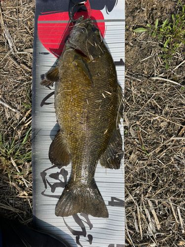 スモールマウスバスの釣果