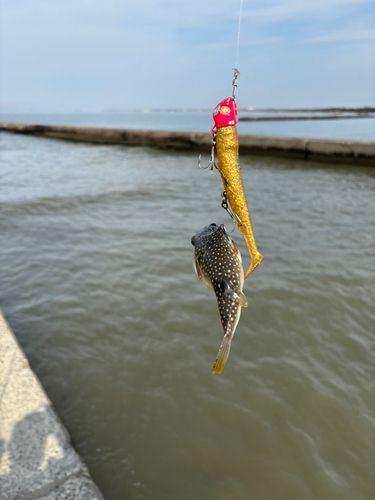 フグの釣果