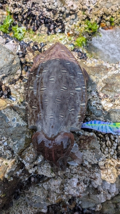 コウイカの釣果