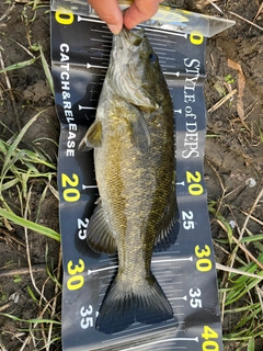 スモールマウスバスの釣果