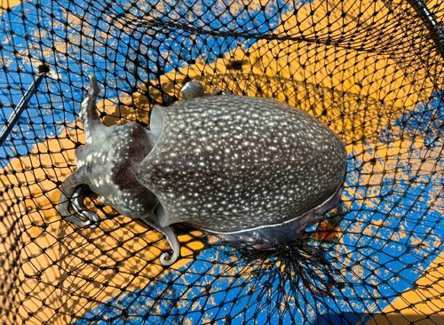 シリヤケイカの釣果