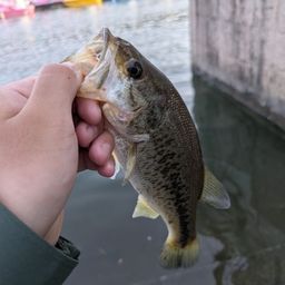 ラージマウスバス