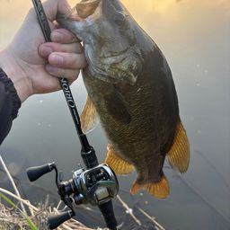 スモールマウスバス