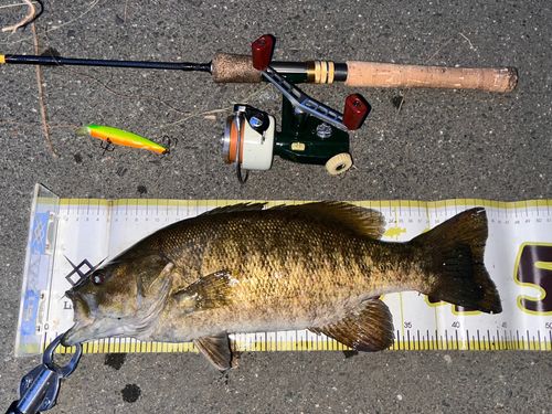 スモールマウスバスの釣果