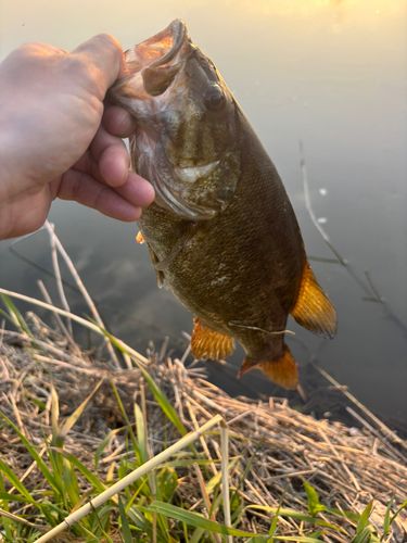 スモールマウスバスの釣果