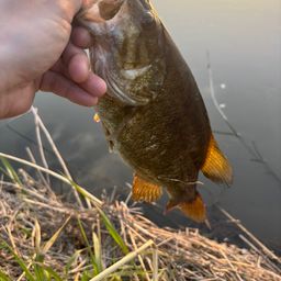 スモールマウスバス