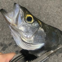 シーバス