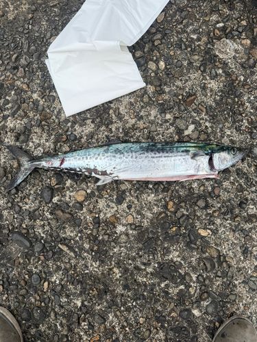 サワラの釣果